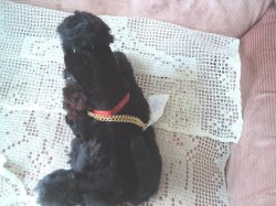 poodle radio main_04